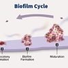 Ther-Biotic-InterFase - Image 3